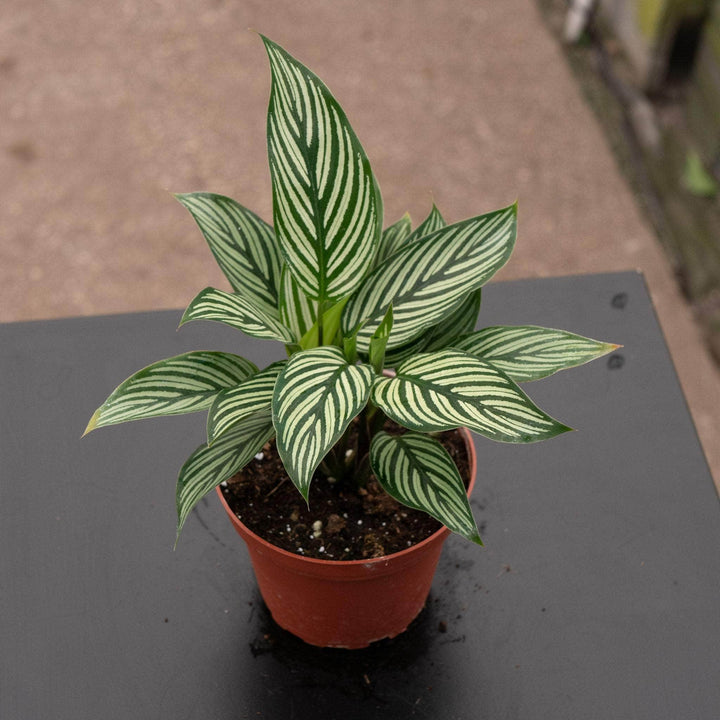 Gabriella Plants Other Calathea elliptica 'Vittata'