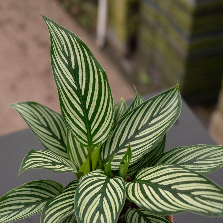 Gabriella Plants Other Calathea elliptica 'Vittata'