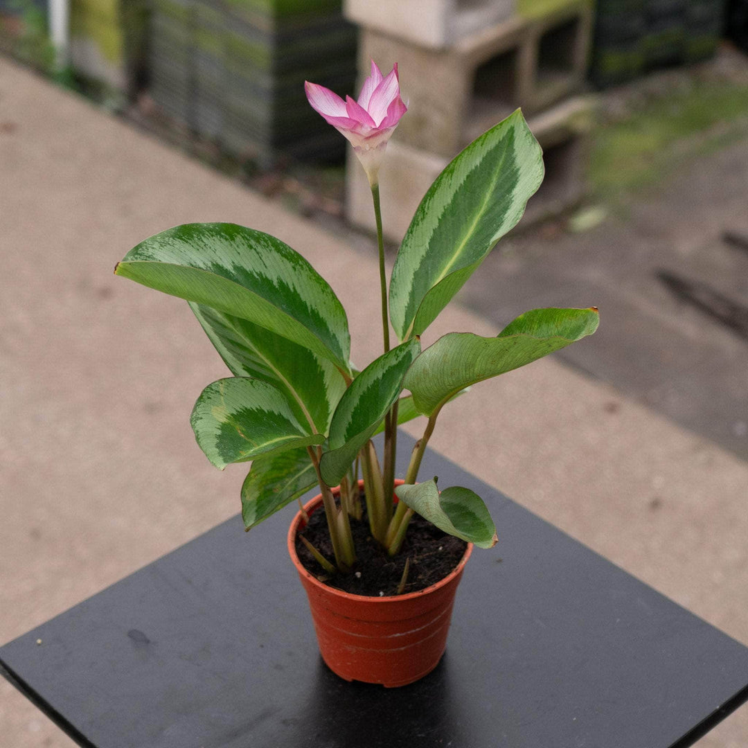 Gabriella Plants Calathea 4" Calathea 'Gecko'