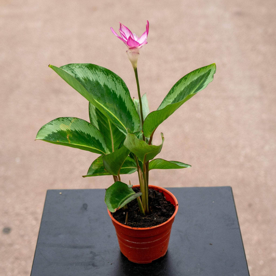 Gabriella Plants Calathea 4" Calathea 'Gecko'