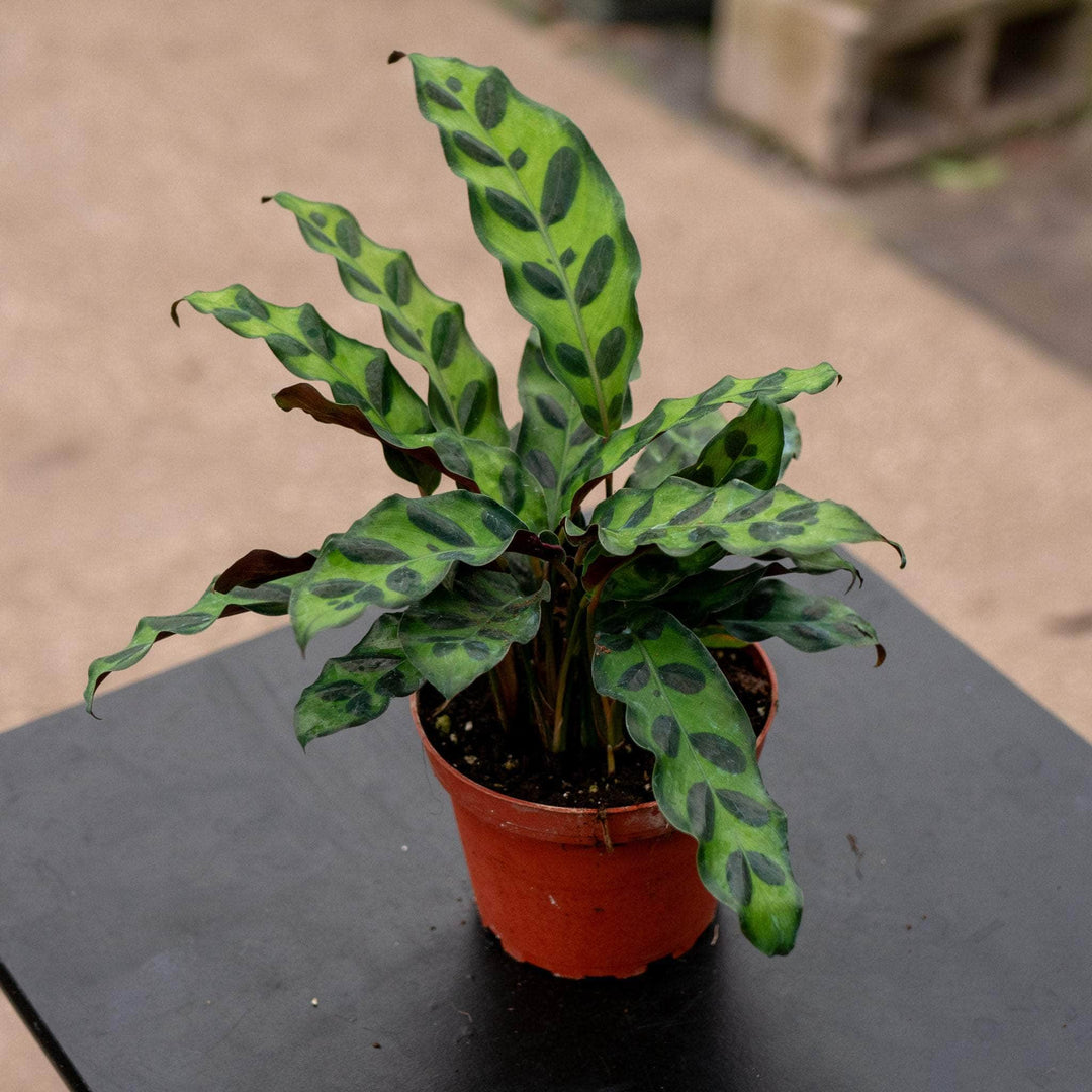 Gabriella Plants Other 4" Calathea lancifolia "Rattlesnake"