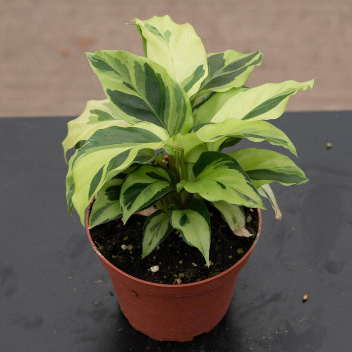 Gabriella Plants Calathea 4" Calathea louisae 'Thai Beauty'