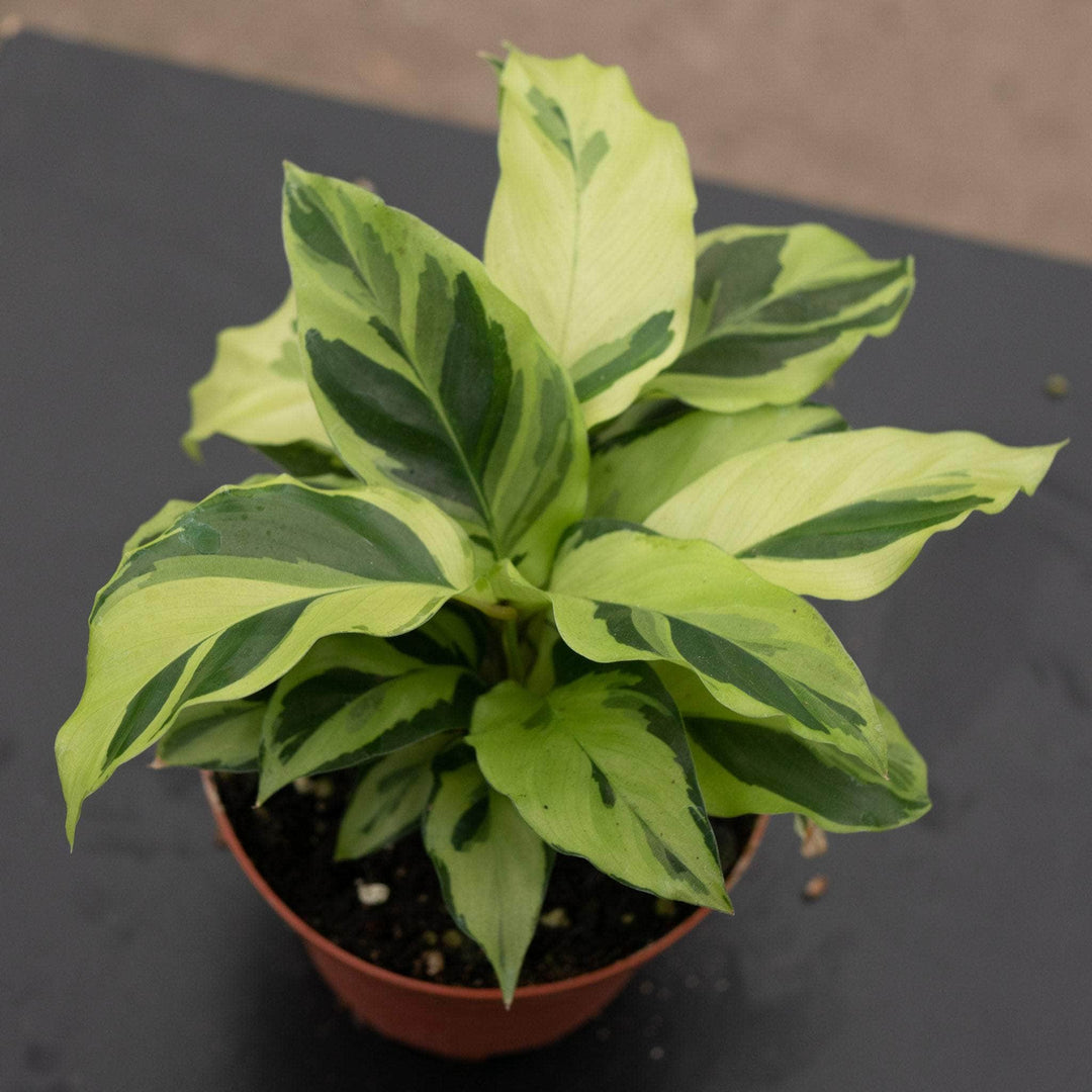 Gabriella Plants Calathea 4" Calathea louisae 'Thai Beauty'