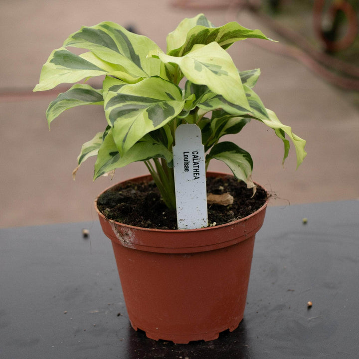 Gabriella Plants Calathea 4" Calathea louisae 'Thai Beauty'