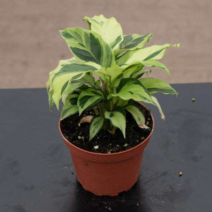 Gabriella Plants Calathea 4" Calathea louisae 'Thai Beauty'