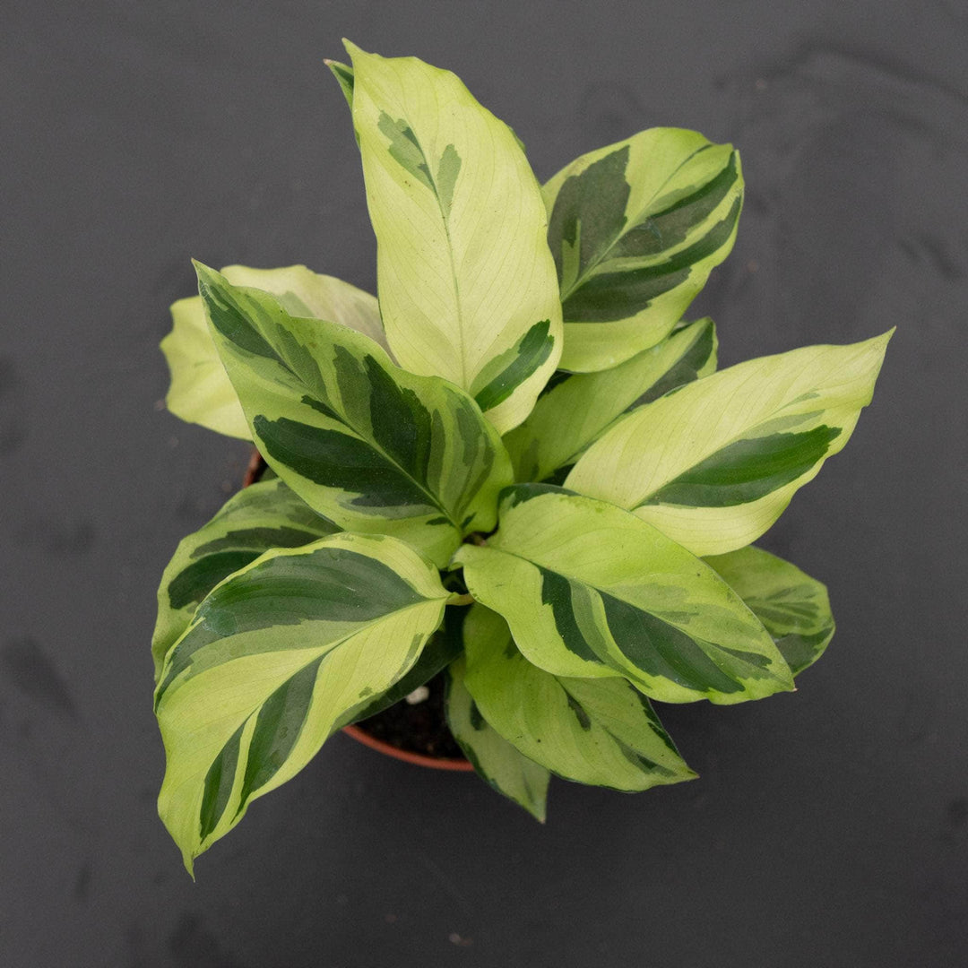 Gabriella Plants Calathea 4" Calathea louisae 'Thai Beauty'