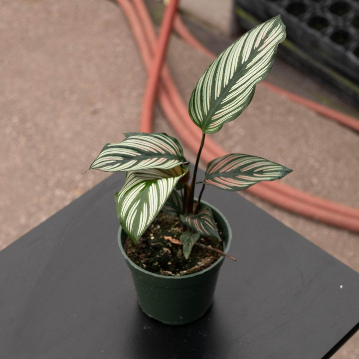 Gabriella Plants Other 4 Calathea majestica 'White Star'