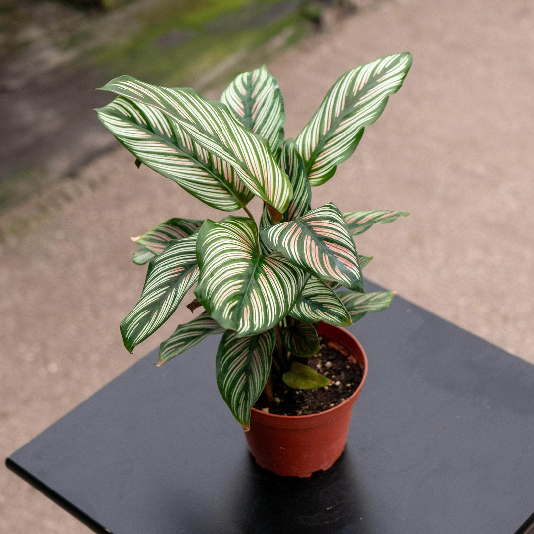 Gabriella Plants Other 4 Calathea majestica 'White Star'