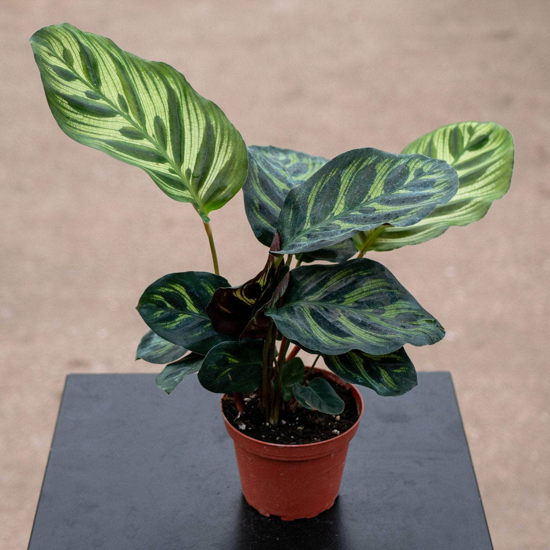 Gabriella Plants Other 4” Calathea makoyana