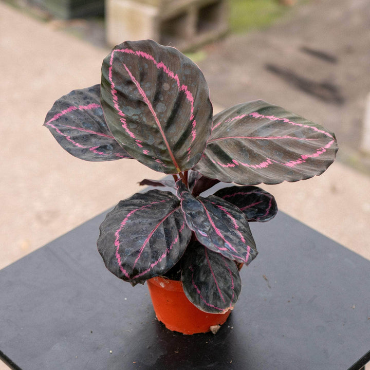 Gabriella Plants Other 4" Calathea roseopicta 'Dottie'