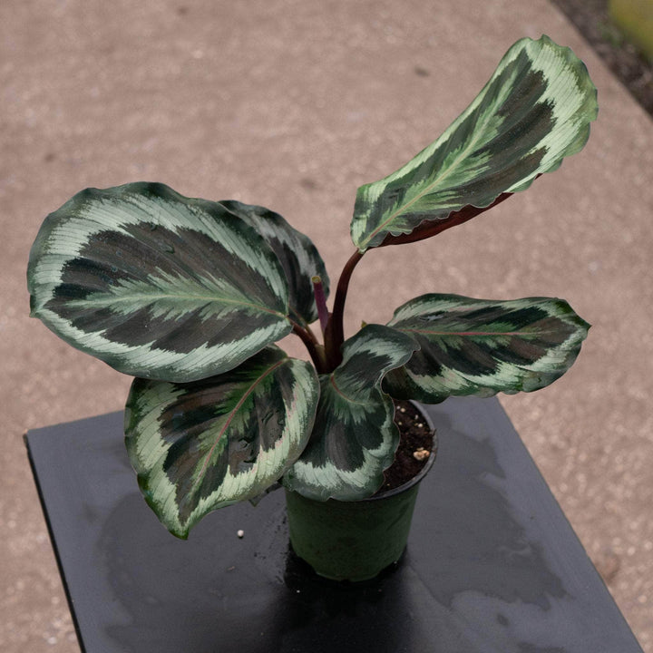 Gabriella Plants Other 4" Calathea roseopicta 'Marion'