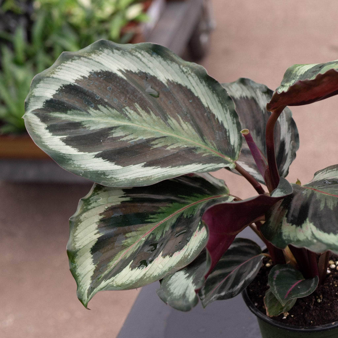 Gabriella Plants Other 4" Calathea roseopicta 'Marion'