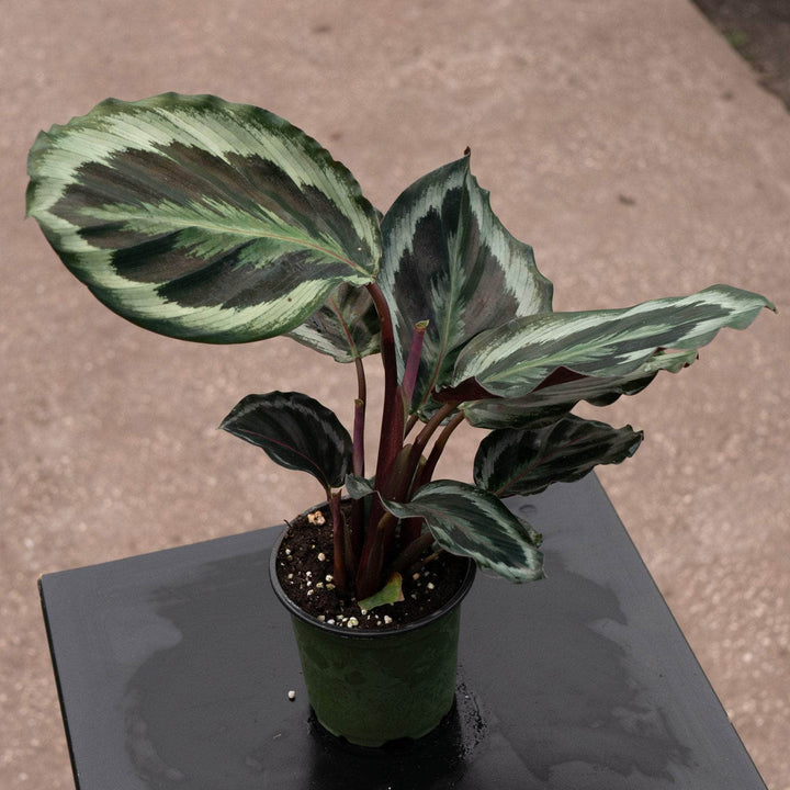 Gabriella Plants Other 4" Calathea roseopicta 'Marion'