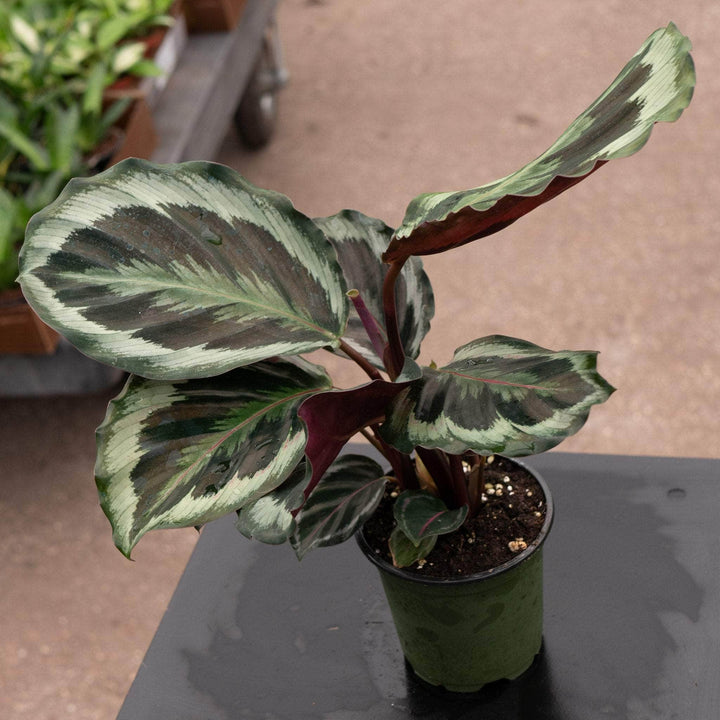 Gabriella Plants Other 4" Calathea roseopicta 'Marion'