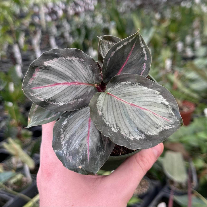 Gabriella Plants 4" Calathea roseopicta 'Northern Lights'