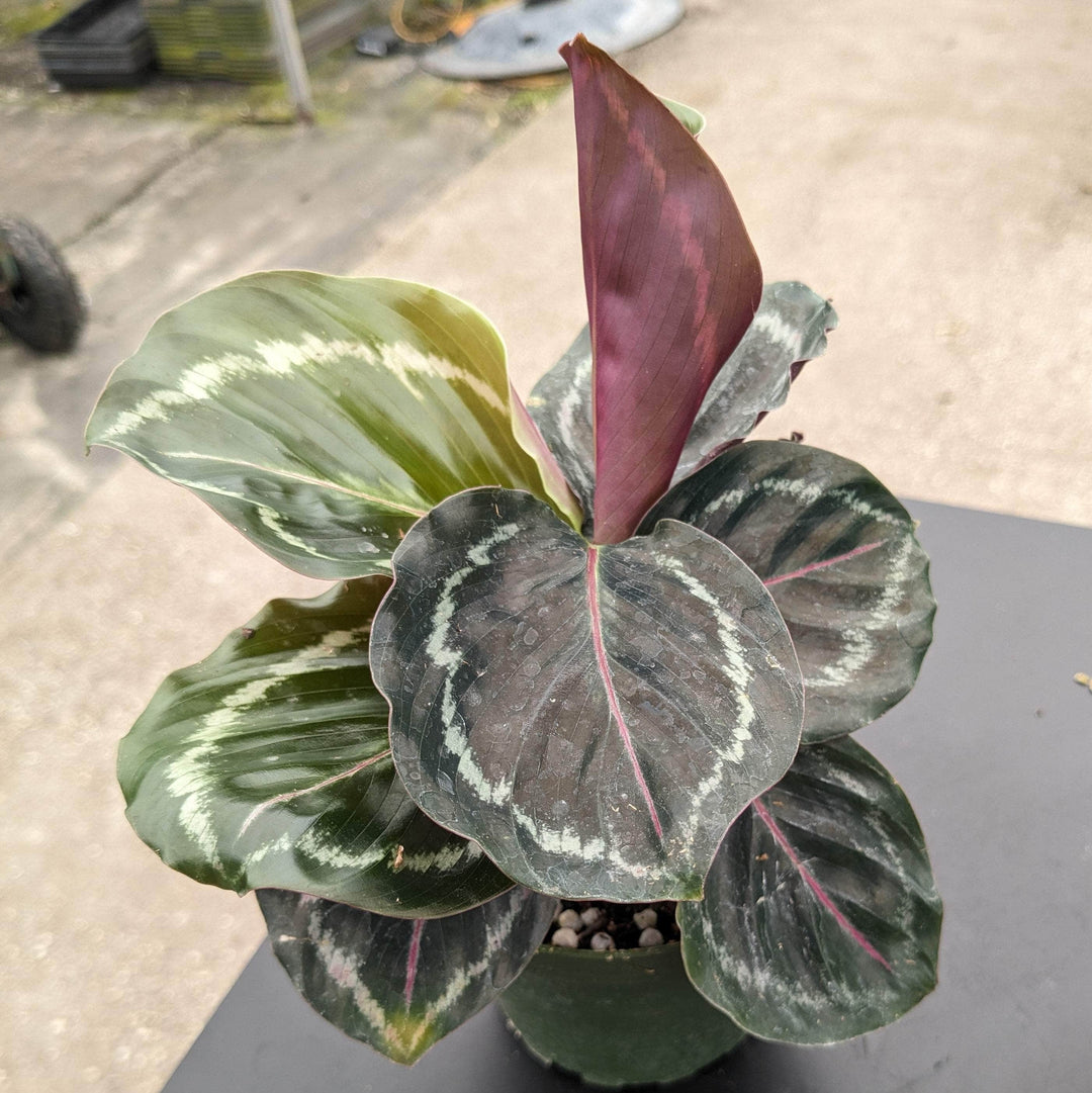 Gabriella Plants 4" Calathea roseopicta 'Northern Lights'