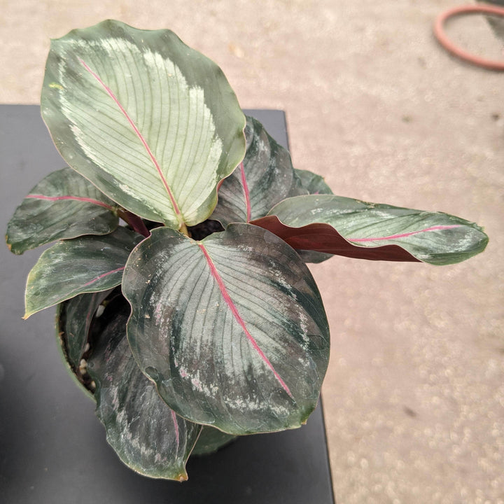 Gabriella Plants 4" Calathea roseopicta 'Northern Lights'