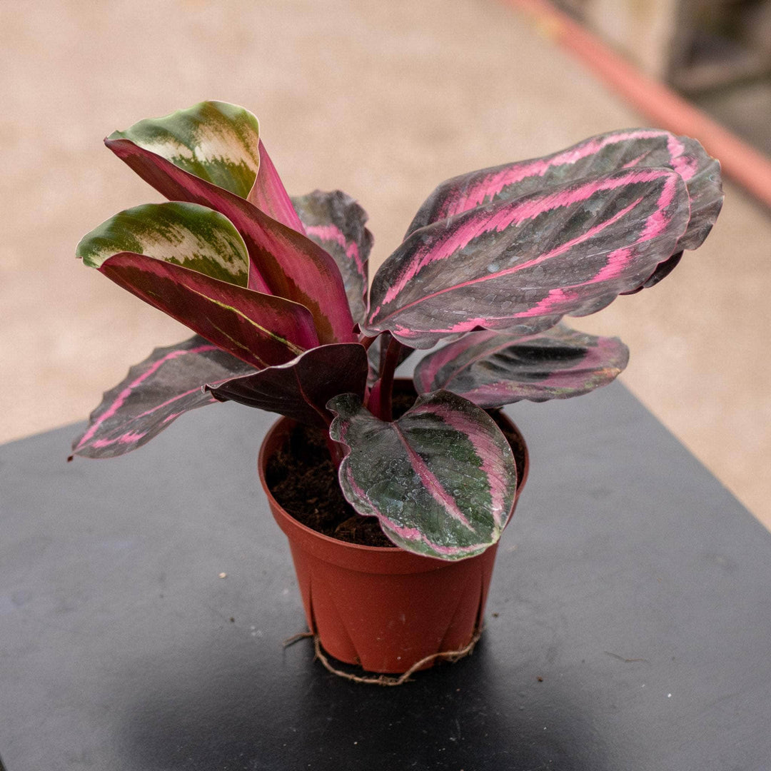 Gabriella Plants Calathea 4" Calathea roseopicta 'Princess Jessie'