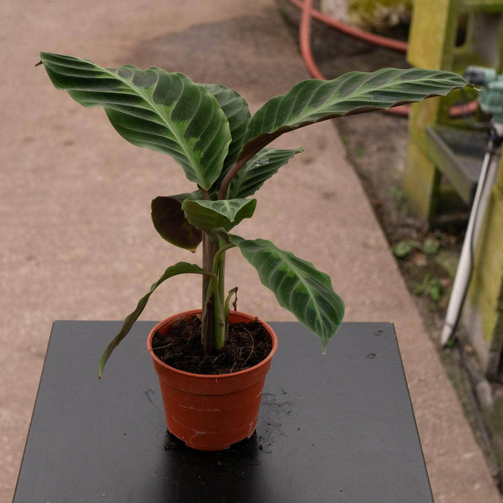 Gabriella Plants Other 4" Calathea warscewiczii "Jungle Velvet"