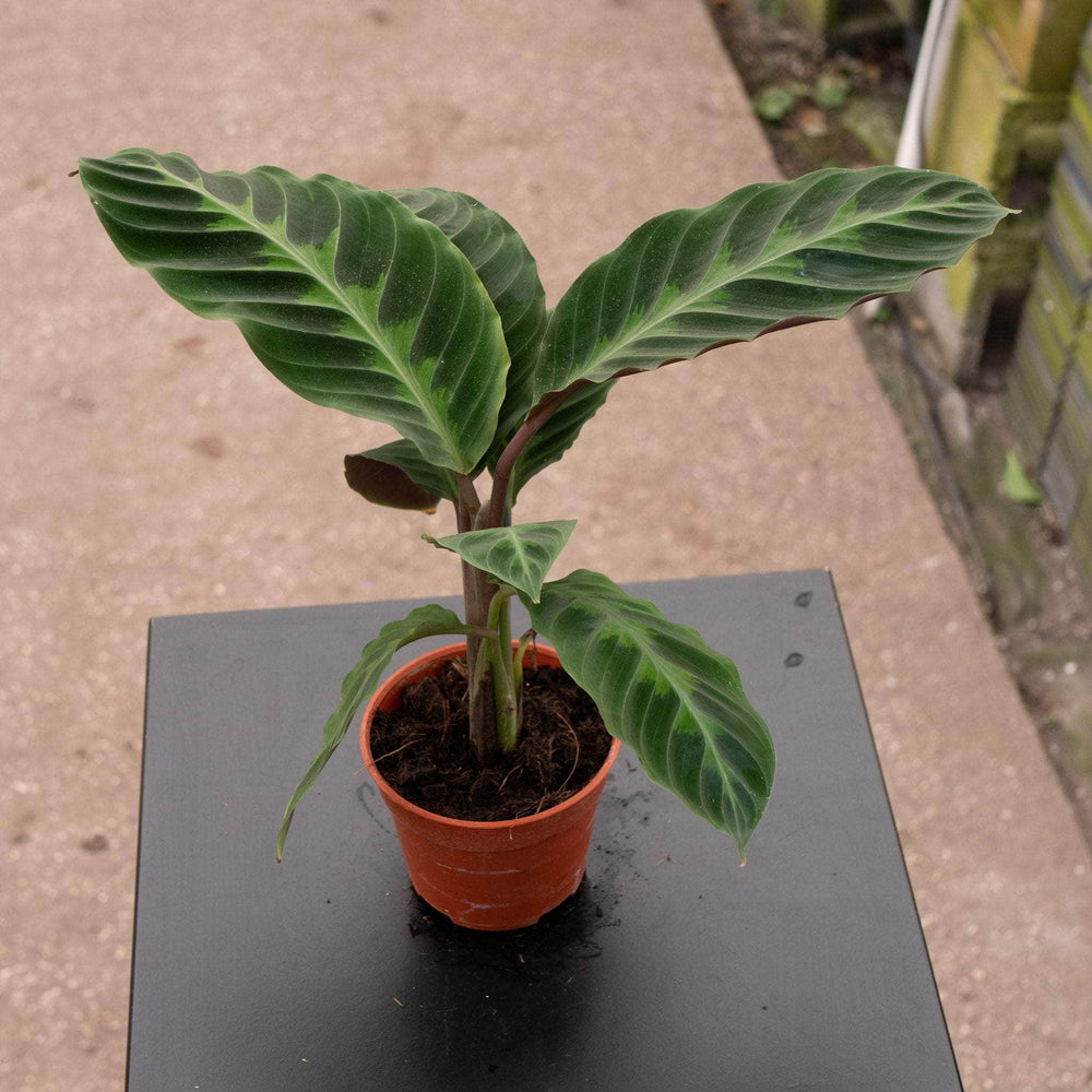 Gabriella Plants Other 4" Calathea warscewiczii "Jungle Velvet"