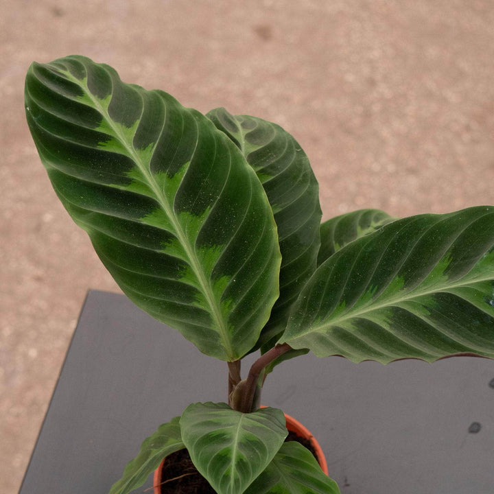 Gabriella Plants Other 4" Calathea warscewiczii "Jungle Velvet"