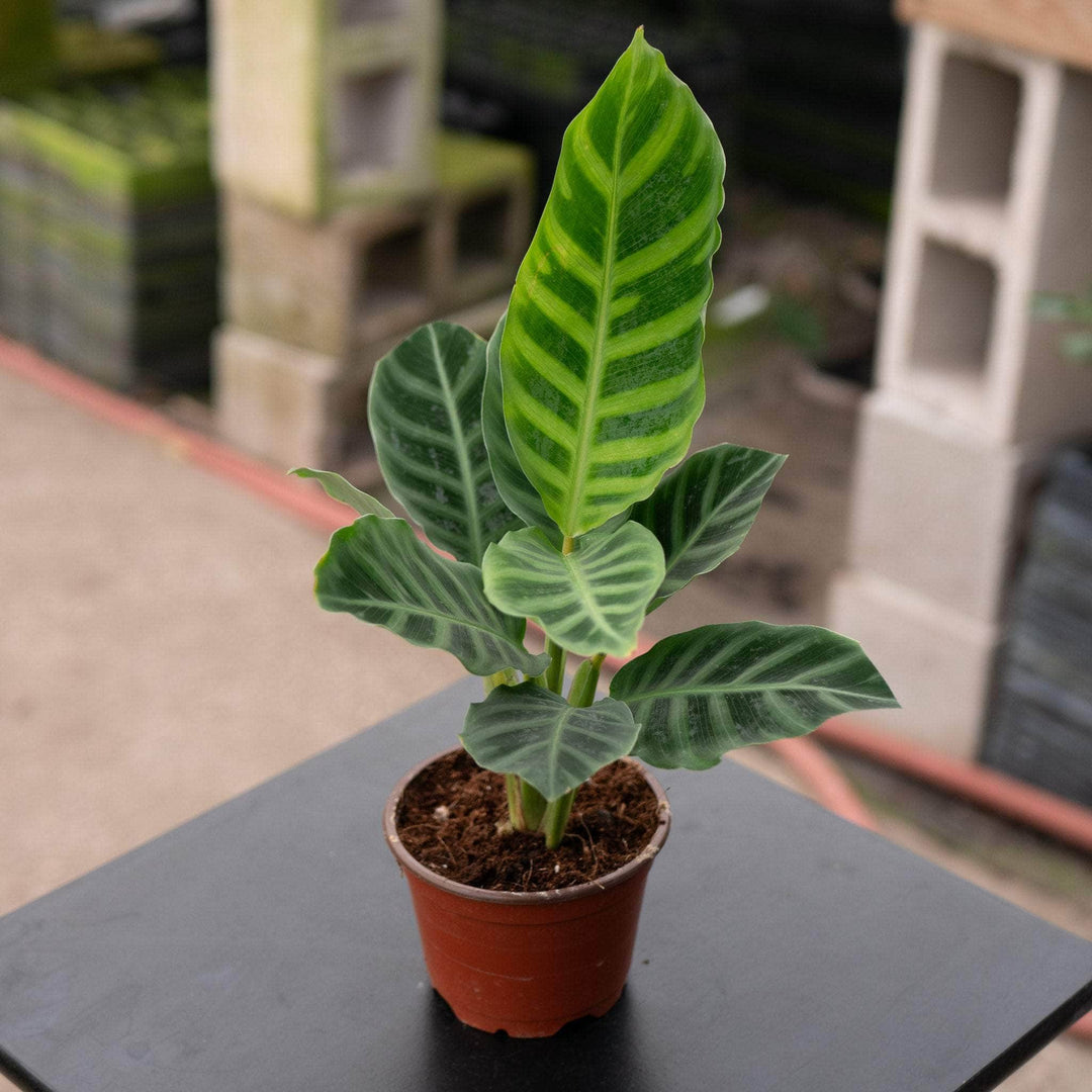 Gabriella Plants Other 4 Calathea zebrina