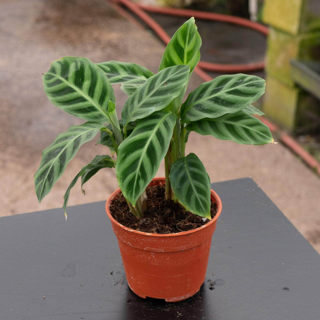 Gabriella Plants Other 4 Calathea zebrina