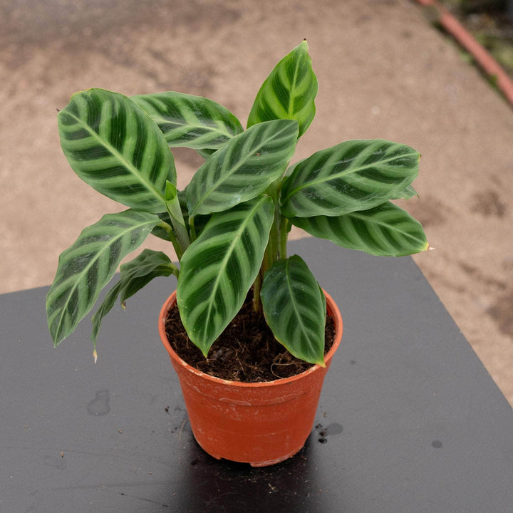 Gabriella Plants Other 4 Calathea zebrina