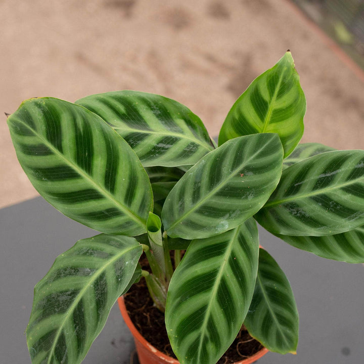 Gabriella Plants Other 4 Calathea zebrina