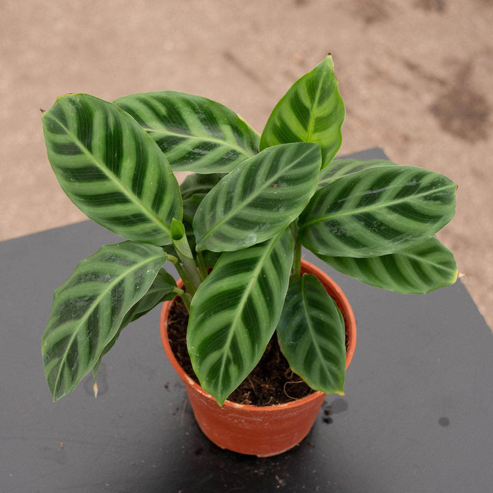 Gabriella Plants Other 4 Calathea zebrina