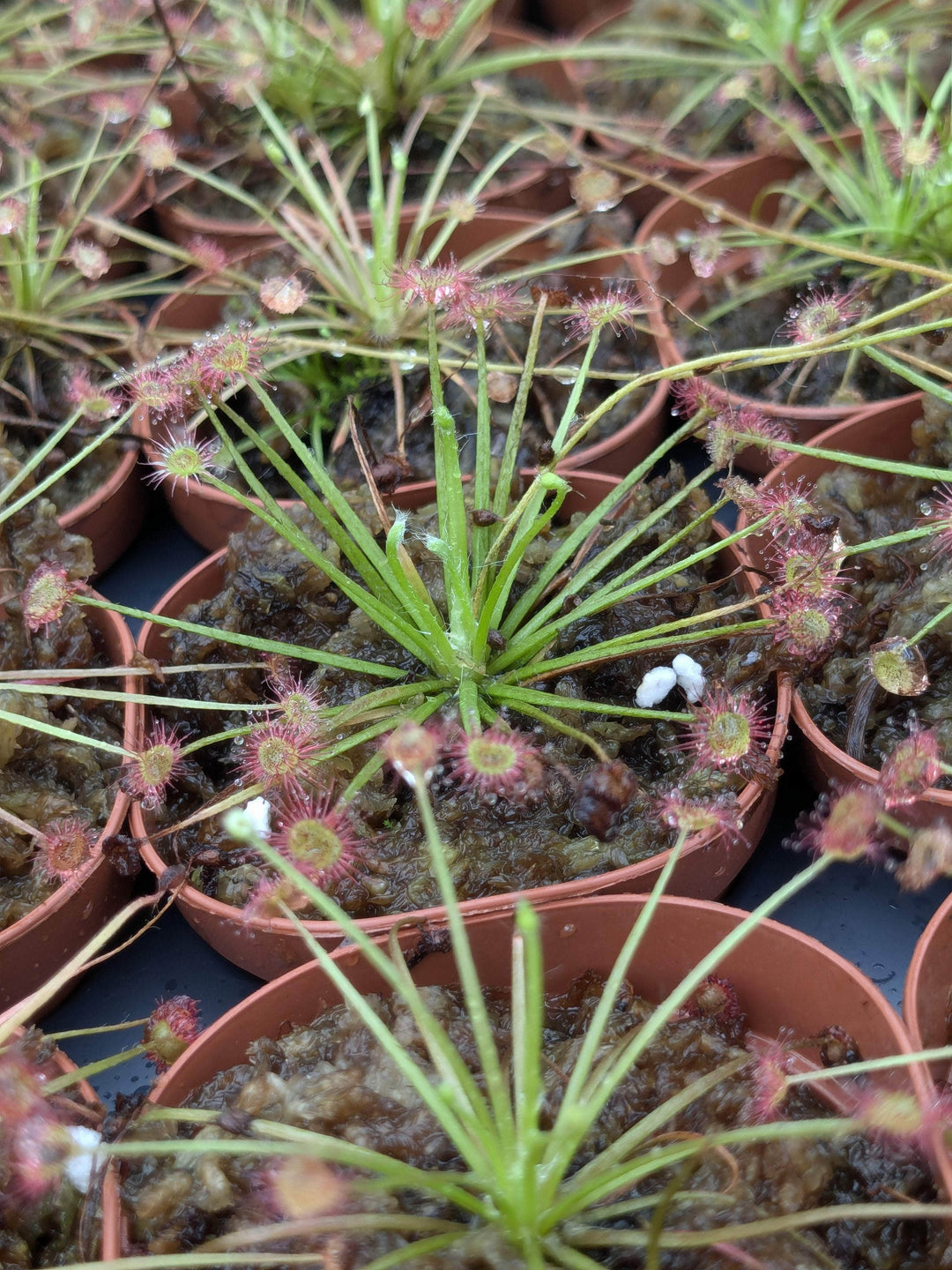 Gabriella Plants Carnivorous 2" Carnivorous Drosera paradoxa "Sundew"