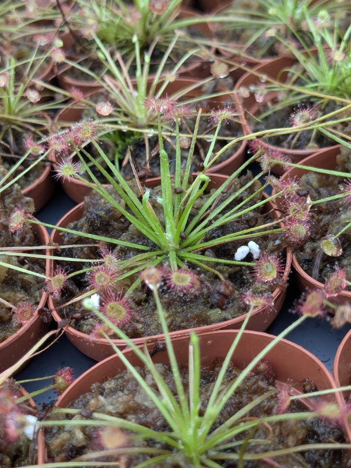 Gabriella Plants Carnivorous 2" Carnivorous Drosera paradoxa "Sundew"