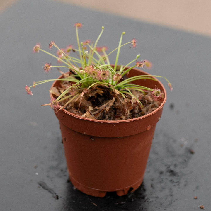 Gabriella Plants Carnivorous 2" Carnivorous Drosera paradoxa "Sundew"