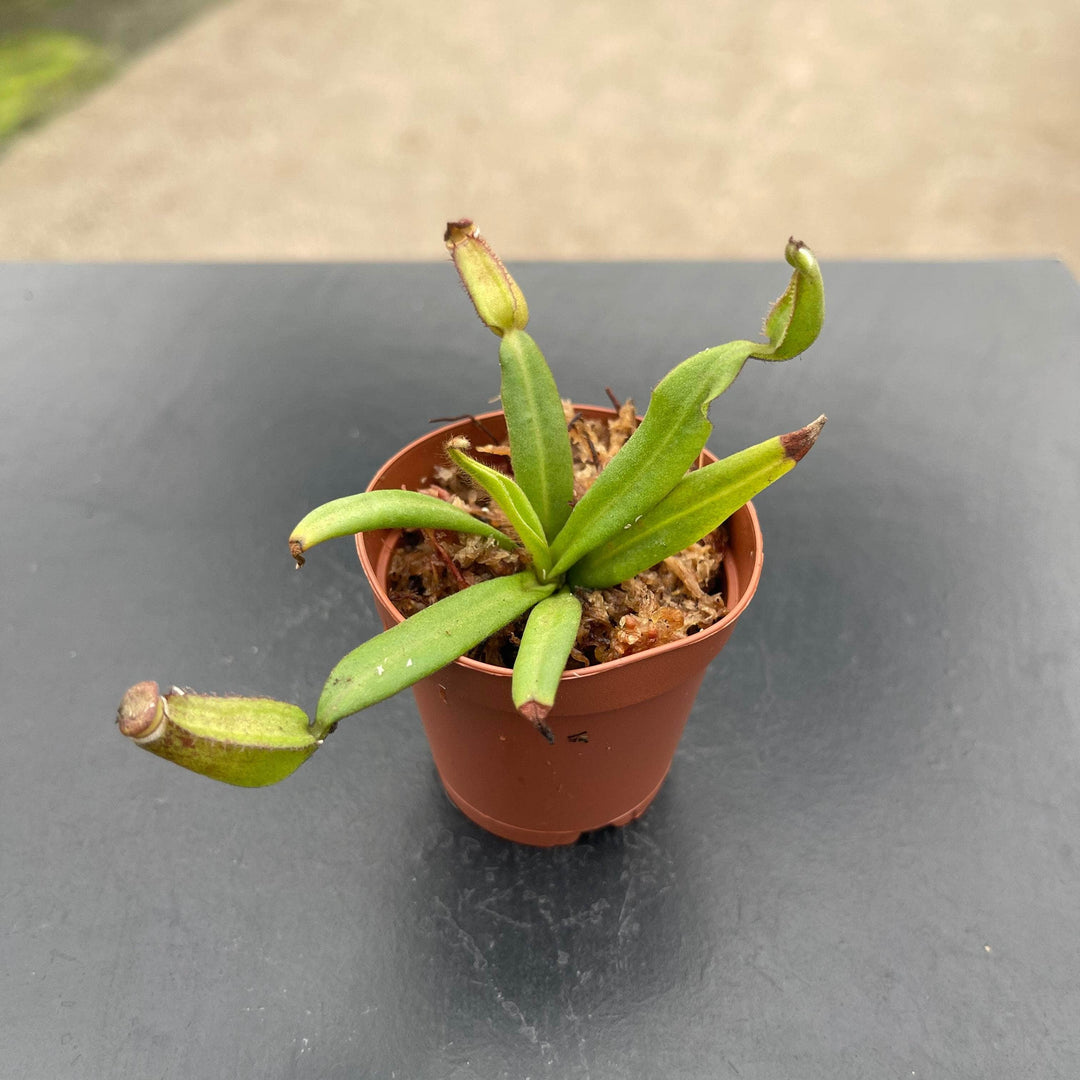 Gabriella Plants Carnivorous 2" Carnivorous Nepenthes albomarginata