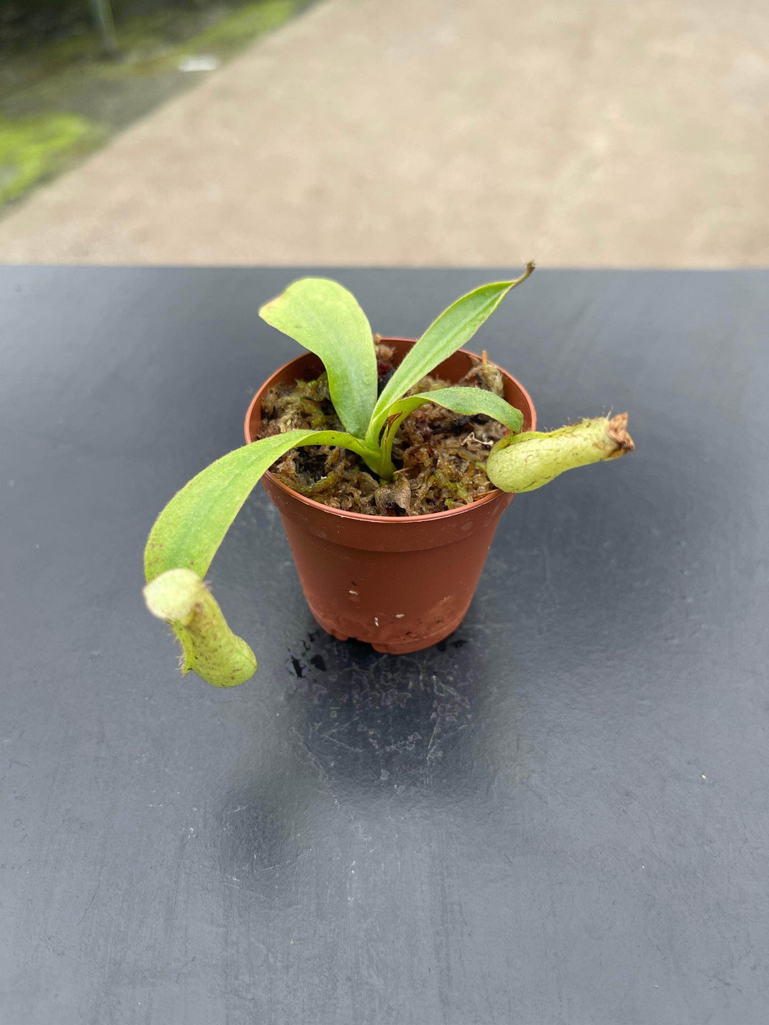 Gabriella Plants Carnivorous 2" Carnivorous Nepenthes dyeriana