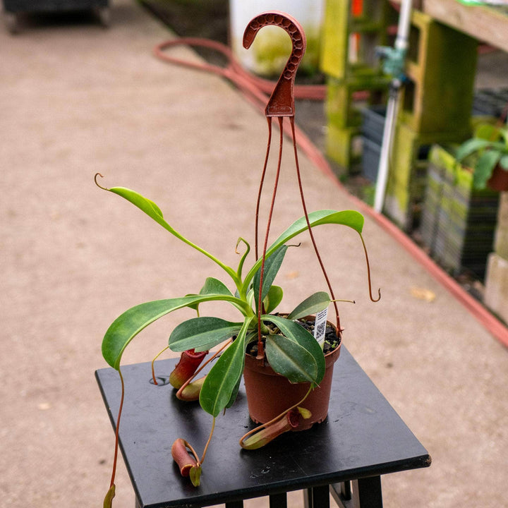 Gabriella Plants Tradescantia 5" Carnivorous Nepenthes lowii x ventricosa ‘Red’ Hanging Basket