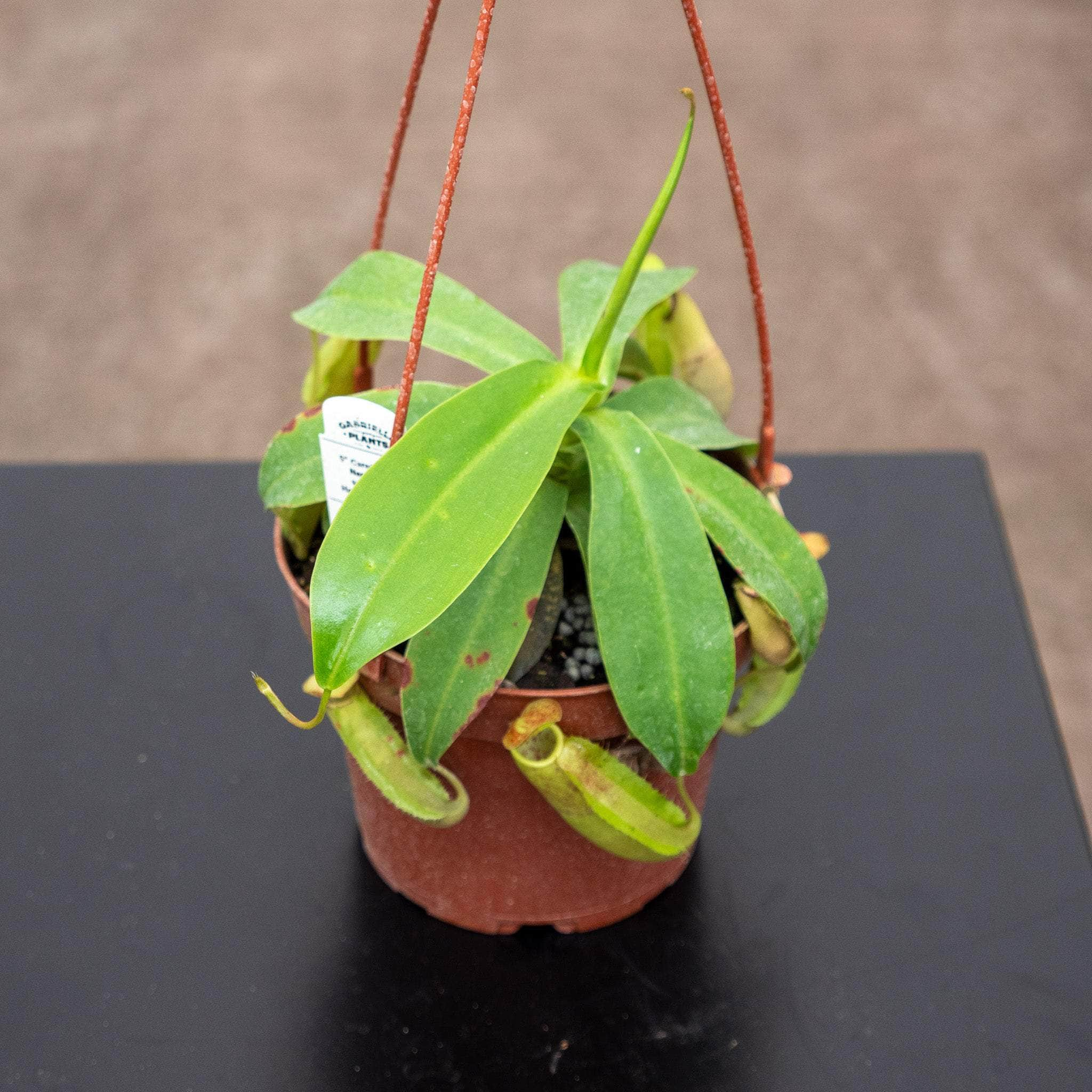 Nepenthes x sanguinea - plante carnivore d'intérieur