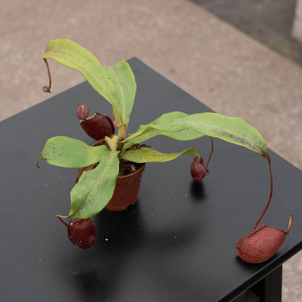 Gabriella Plants Carnivorous 2" Carnivorous Nepenthes ventricosa x ampullaria 'Black Miracle