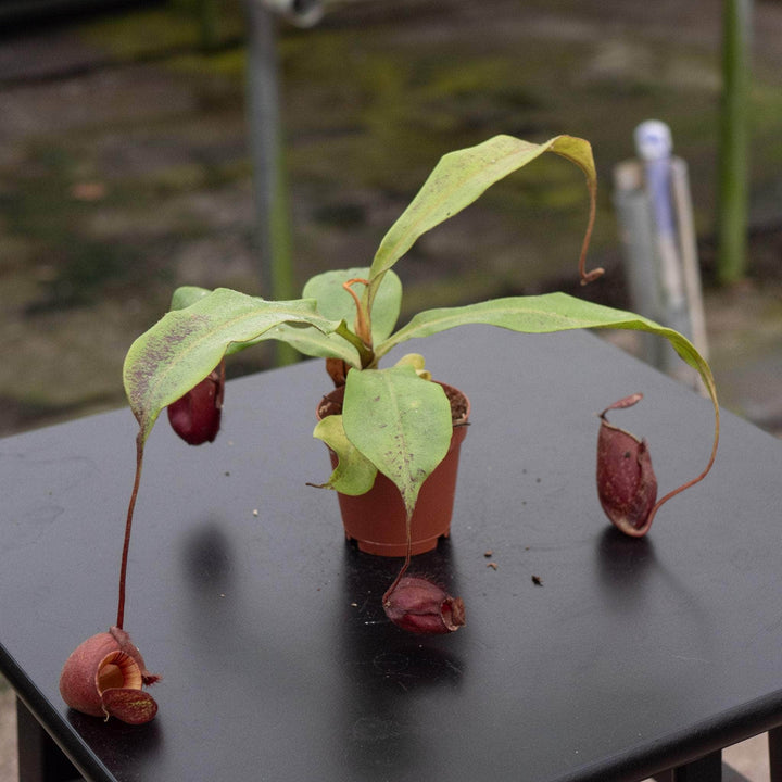 Gabriella Plants Carnivorous 2" Carnivorous Nepenthes ventricosa x ampullaria 'Black Miracle