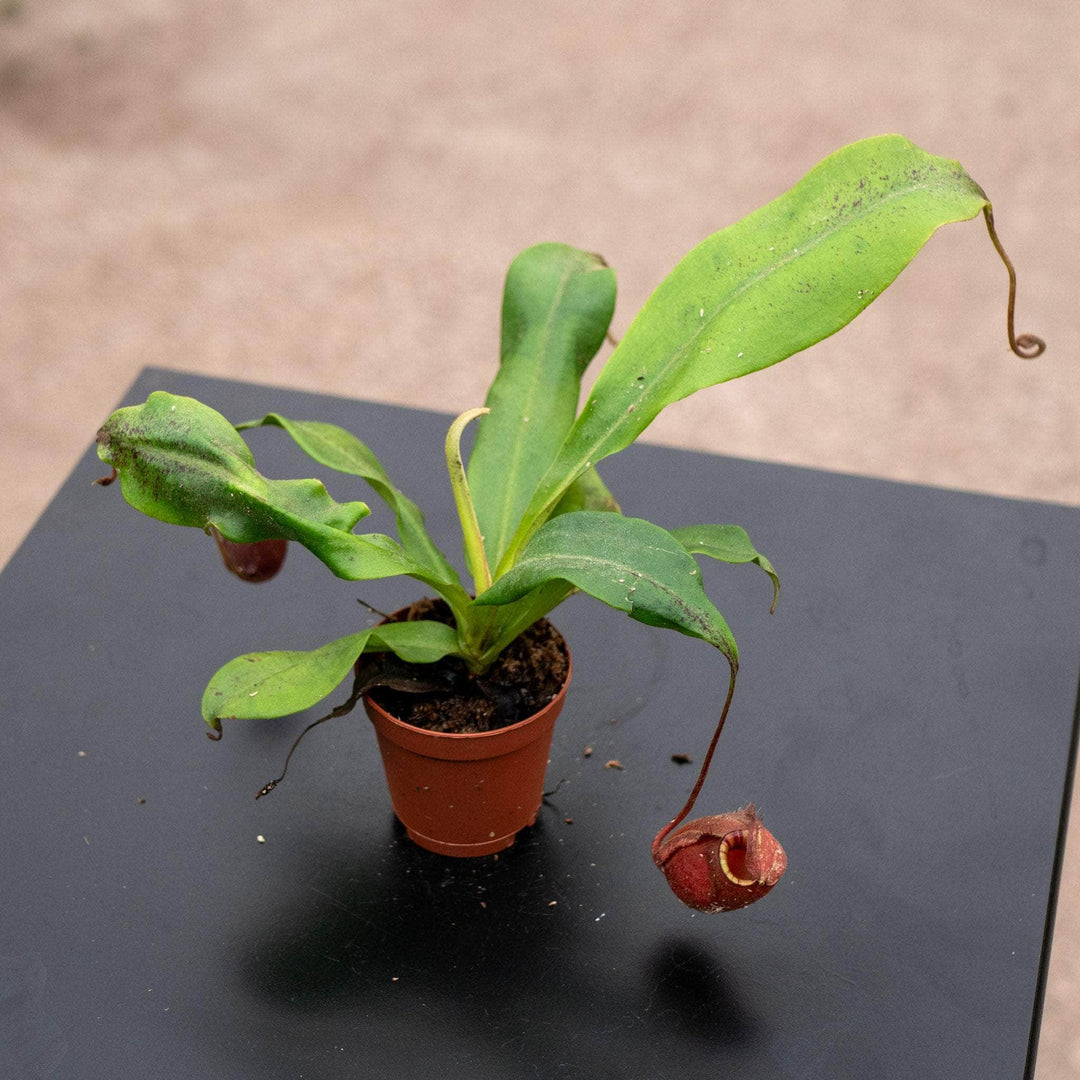 Gabriella Plants Carnivorous 2" Carnivorous Nepenthes ventricosa x ampullaria 'Black Miracle