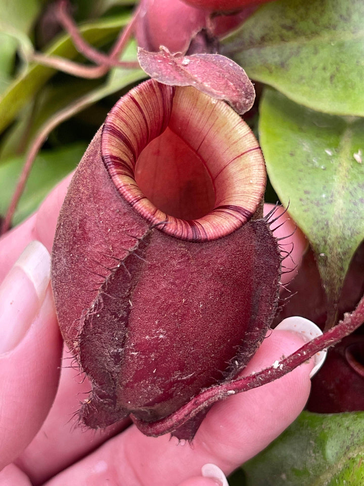 Gabriella Plants Carnivorous 2" Carnivorous Nepenthes ventricosa x ampullaria 'Black Miracle’