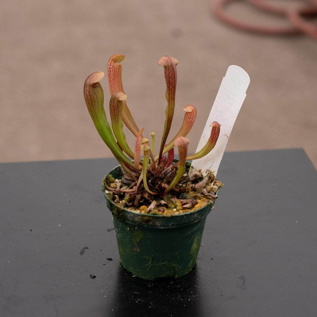 Gabriella Plants Carnivorous 3" Carnivorous Sarracenia 'Bug Bat'