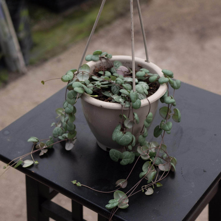 Gabriella Plants Succulent 4.5" Hanging Basket Ceropegia woodii "String of Hearts"