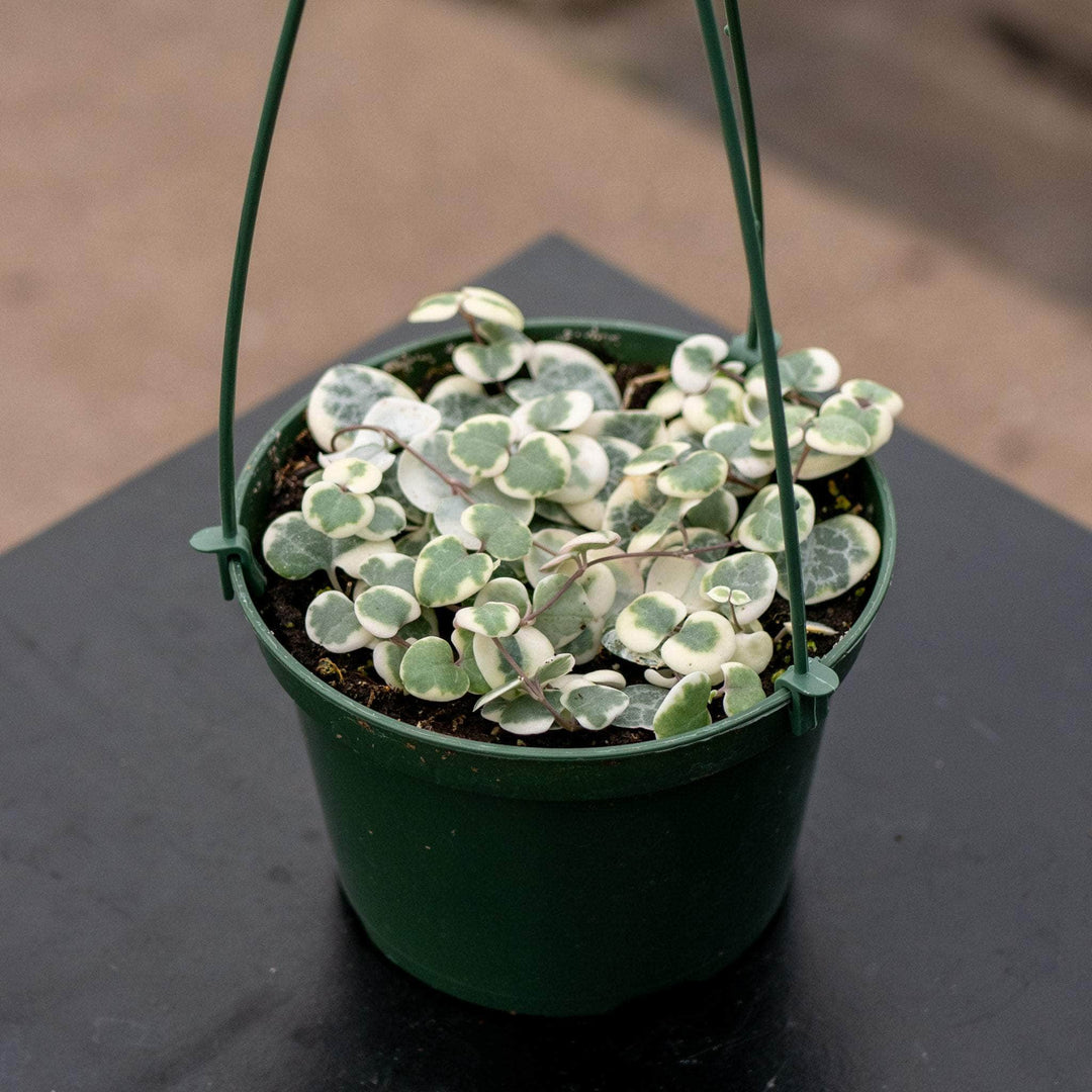 Gabriella Plants Succulent 4.5" Hanging Basket Ceropegia woodii 'Variegata' "String of Hearts"