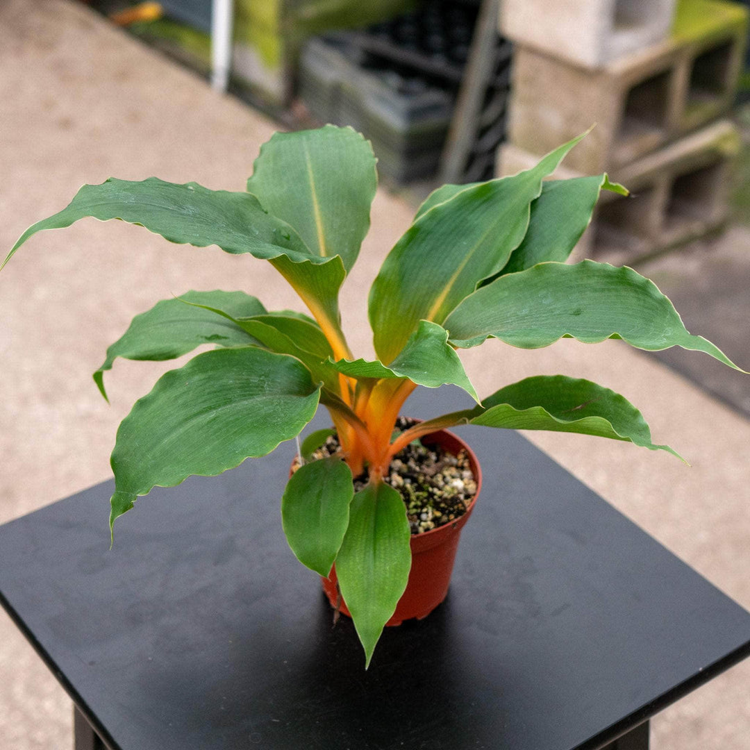 Gabriella Plants Other 4" Chlorophytum 'Fire Flash' 'Mandarin Orange'