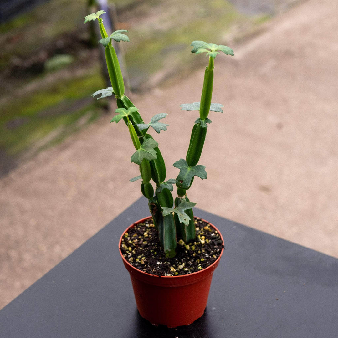 Gabriella Plants Other 4" Cissus quadrangularis