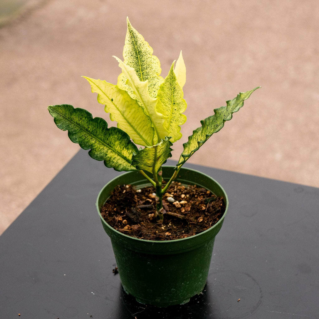 Gabriella Plants Croton 4" Codiaeum variegatum ‘Lucha’