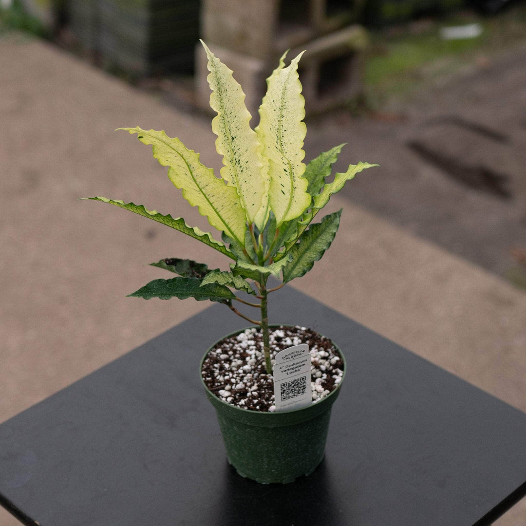 Gabriella Plants Croton 4" Codiaeum variegatum ‘Lucha’