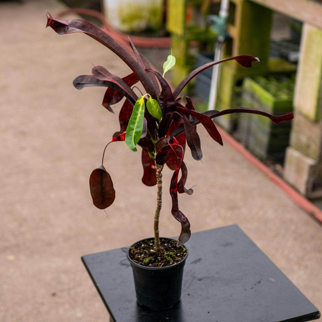 Gabriella Plants Croton 4" Codiaeum variegatum 'Red Jester'