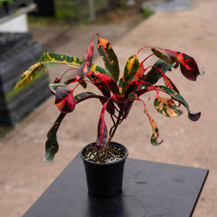 Gabriella Plants Croton 4" Codiaeum variegatum 'Red Jester'